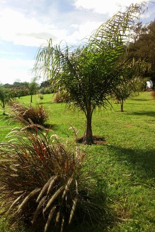 Serene Green Oasis 🌿