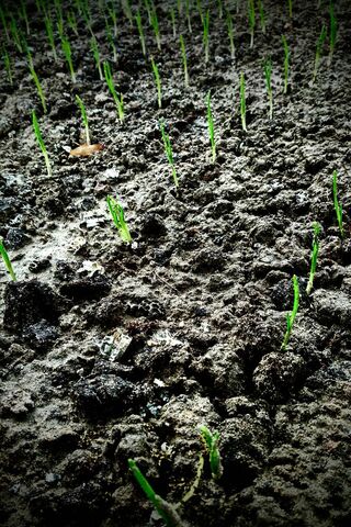 Nurturing Life: The Power of Soil 🌱