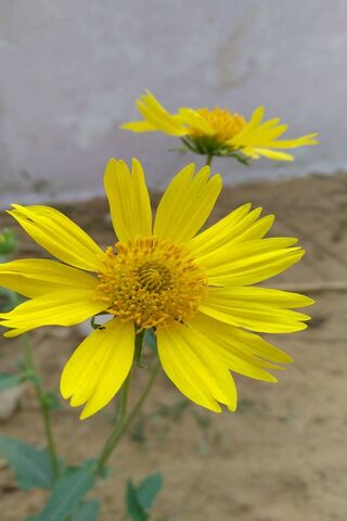 Suraj Mukhi