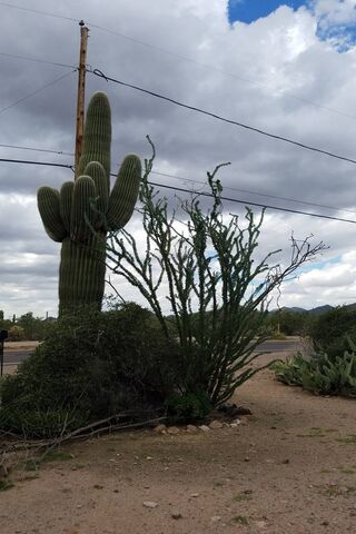 Saguaro and Ocotillo
