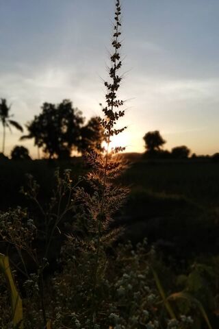 Golden Glow of Nature 🌅✨