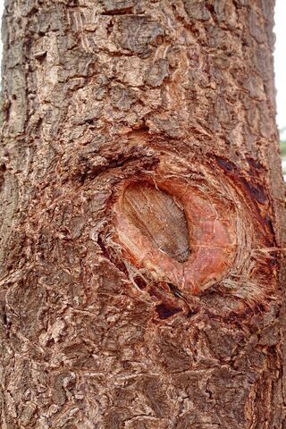 Wood Details