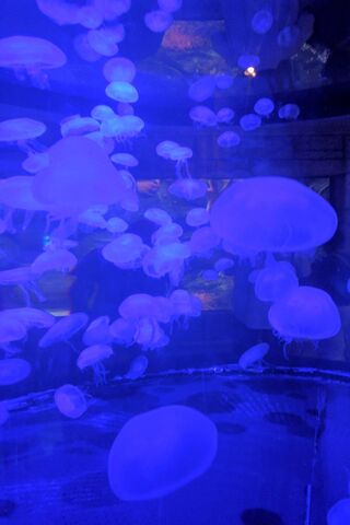 Mystical Underwater Dance of the Jellies 🌊✨