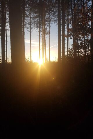 Sunrise Serenity in Morning Pines 🌅🌲