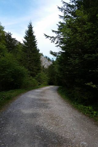 Winding Path Through Nature's Embrace 🌲🚶