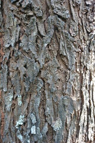 Nature's Textured Canvas 🌳✨