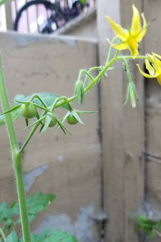 Tomato Plant