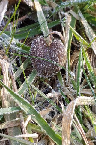 Nature's Heart: A Frosty Embrace 💚❄️