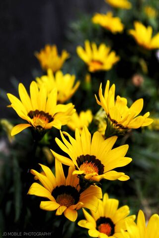 Sunshine Blooms: A Burst of Yellow 🌼☀️