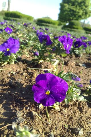 Vibrant Blooms: The Beauty of Doga Cicekler 🌸💜