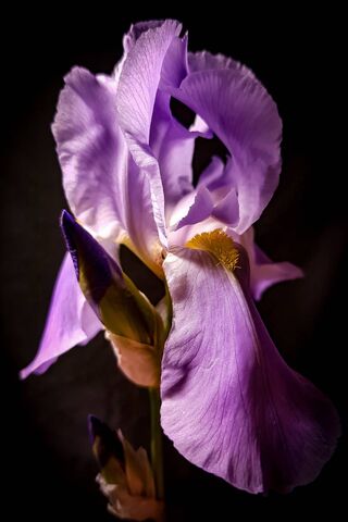 Whispers of Elegance: The Iris Bloom 🌸✨
