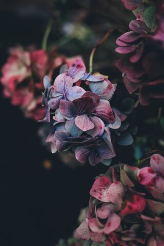 Whispers of Nature: The..