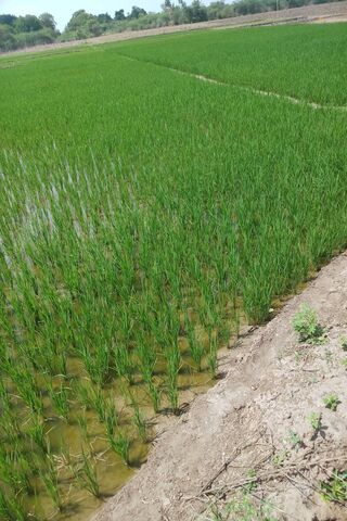 Lush Green Fields: The Heart of Agriculture 🌾🌱