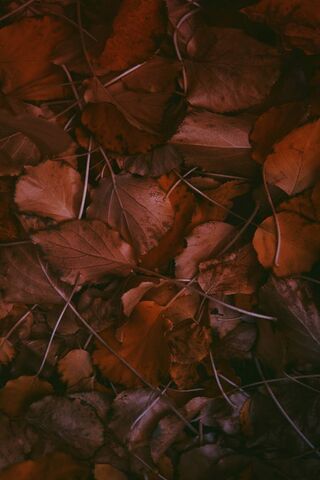 Autumn's Embrace: The Dance of Fallen Leaves 🍂
