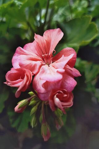 Blushing Beauty: The Pinkish Flower 🌸