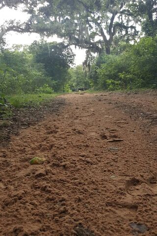 Nature's Pathway: A Journey Through the Dirt Trail 🌳🚶