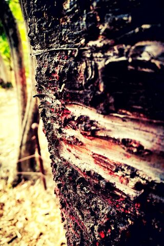 Nature's Armor: The Beauty of Tree Bark 🌳✨