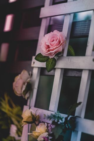 Blooming Beauty: A Flor..