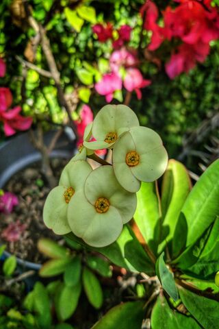 Blooming Beauty: The Charm of Garden Flowers 🌼🌿