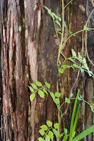 Nature's Embrace: The Dance of Tree and Vine 🌳🌿
