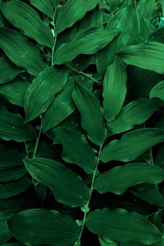 Emerald Harmony: Nature..