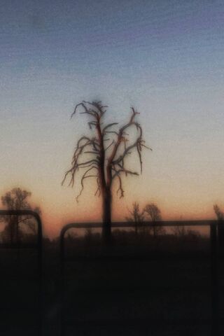 The Solitary Sentinel 🌳🌅