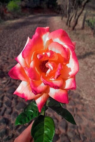 Rosa: The Blossom of Joy 🌹✨
