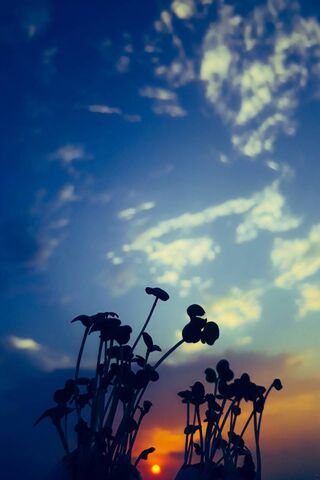 Sunset Plants