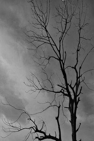 Tree Wallpaper Black And White  PixelsTalkNet