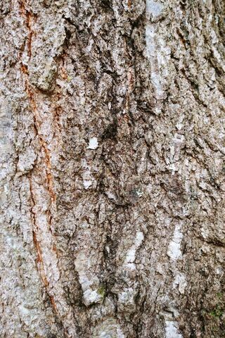 Nature's Armor: The Beauty of Tree Bark 🌳✨
