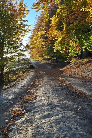 Autumn Forest Road