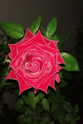 The Heart of Nature: A Blooming Wonder 🌹