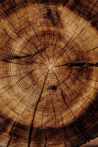 Nature's Timekeeper: The Story of Wood 🌳🕰️