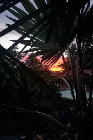 Tropical Twilight 🌅