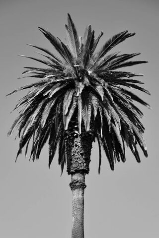 Retro Vibes: The Iconic 80s Palmtree 🌴✨