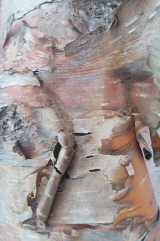 Nature's Textured Canvas: Birch's Bold Story 🌳✨