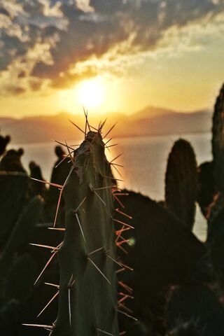 Sunset Serenity: The Cactus Guardian 🌵🌅