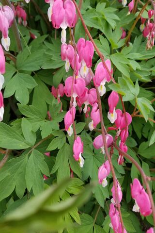 Heartfelt Blooms: The Beauty of Bleeding Hearts 💖🌿