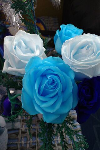 Enchanting Blue Blooms ..