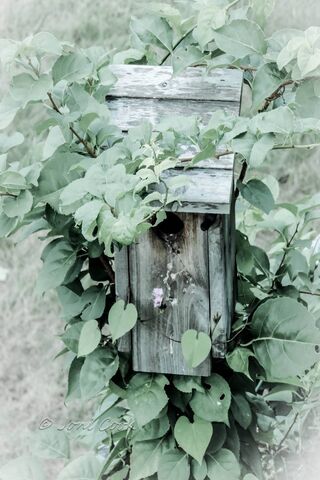Nature's Cozy Nest: A Birdhouse Hideaway 🐦🌿