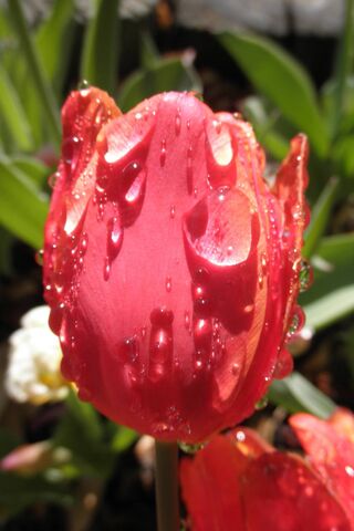 Nature's Gem: Dew-Kisse..