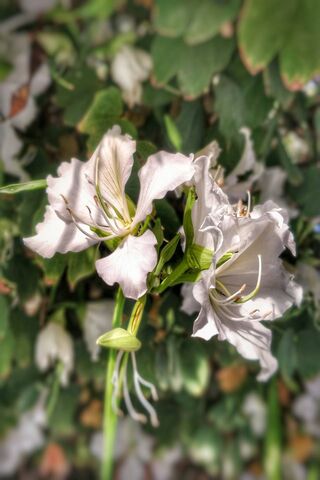 Flower1