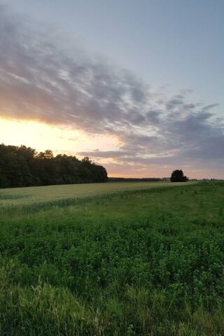 Golden Hour Bliss: A Summer Evening
