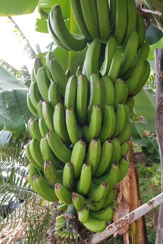 Banana Bounty: Nature's Green Treasure 🍌🌿