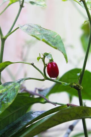 Fiery Flavor: The Red Chilly Delight 🌶️