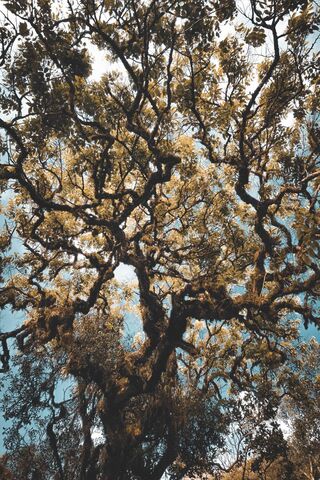 Whispers of the Woodshades 🌳✨