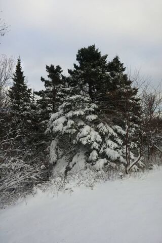 Winter's Whisper: The Silent Pines