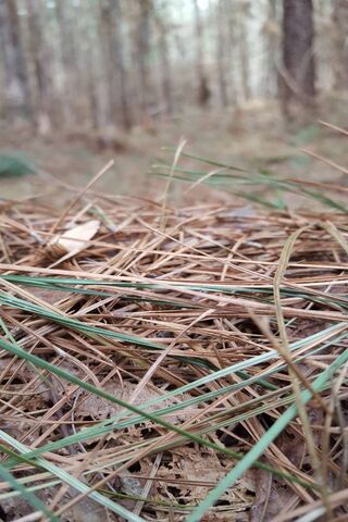 Nature's Needlework: A Forest Floor Perspective 🌲✨