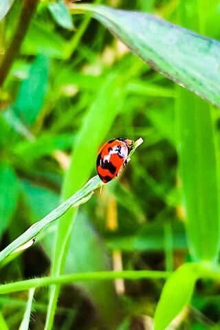 Nature's Little Jewel: The Ladybird 🌿🐞