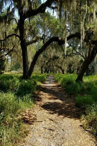 Serenity Along Oak Lake Path 🌳✨